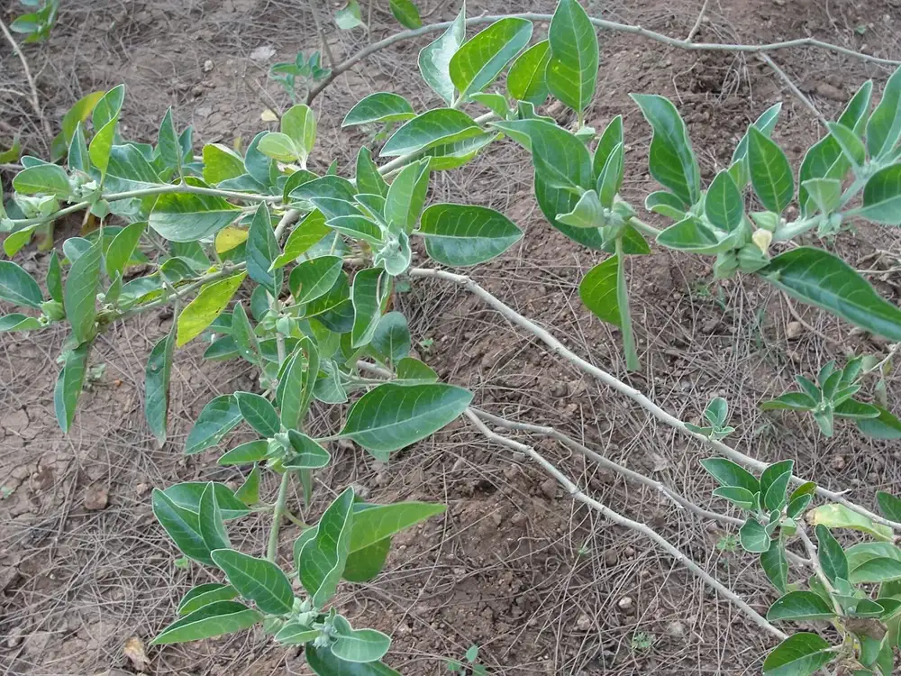 Sprawling ashwagandha plant with pale grey-green oval leaves and small green berry husks at the leaf joints