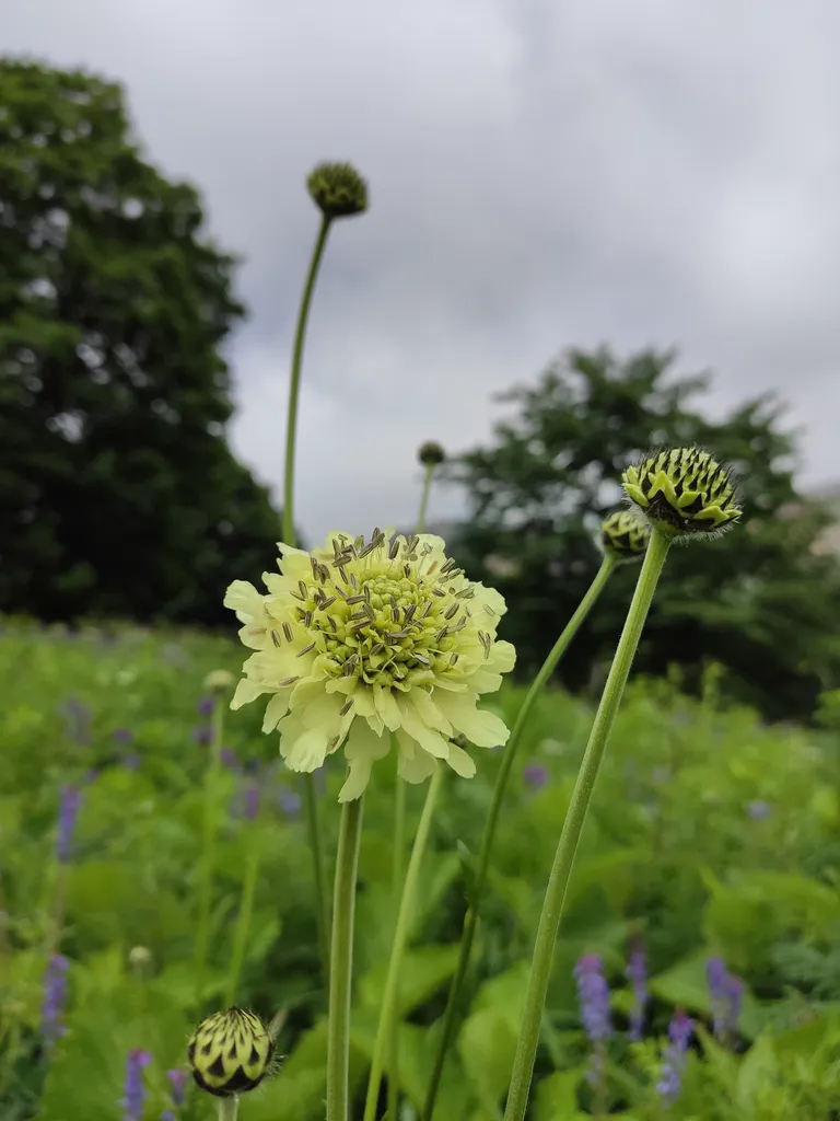Pale primrose-yellow pincushion flower of on a tall slender stem, with green buds behind