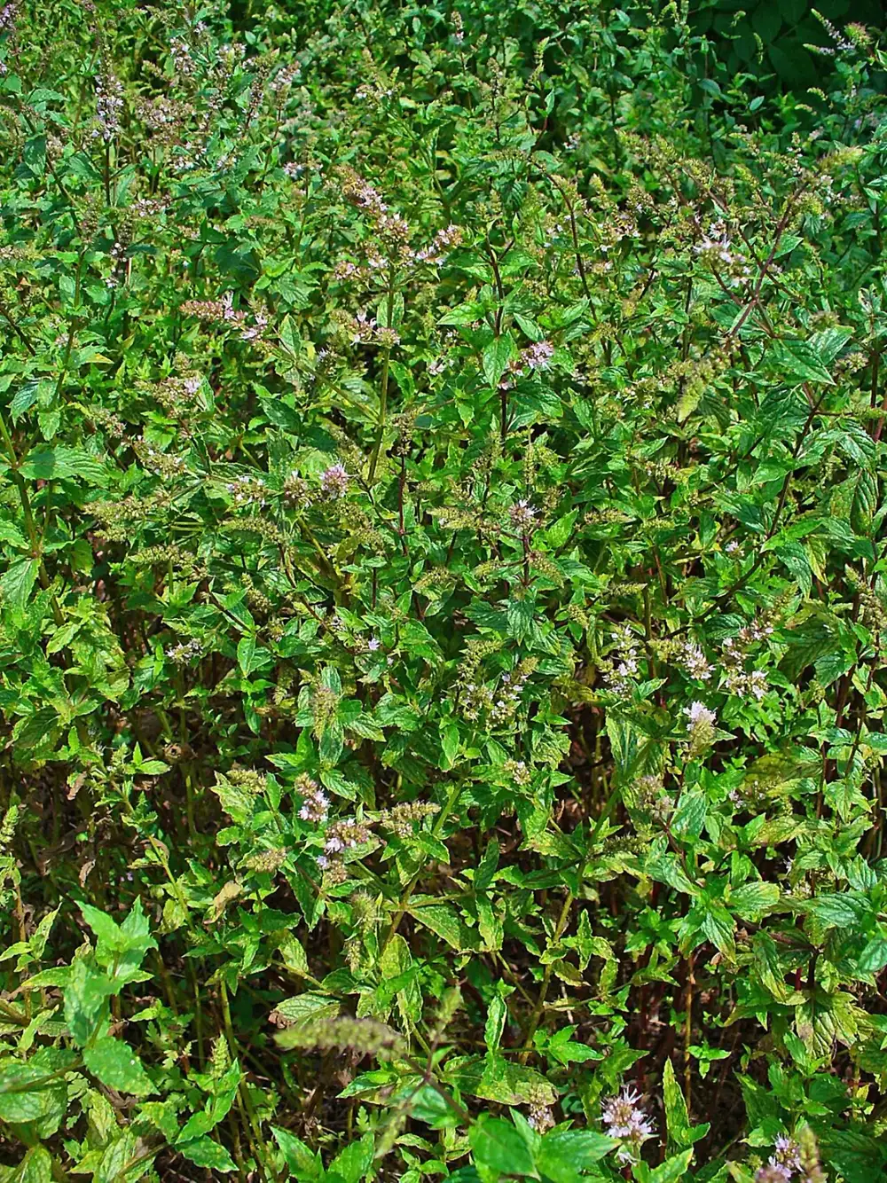 Dense patch of spearmint plants in flower, with pale lilac flower spikes above toothed green leaves