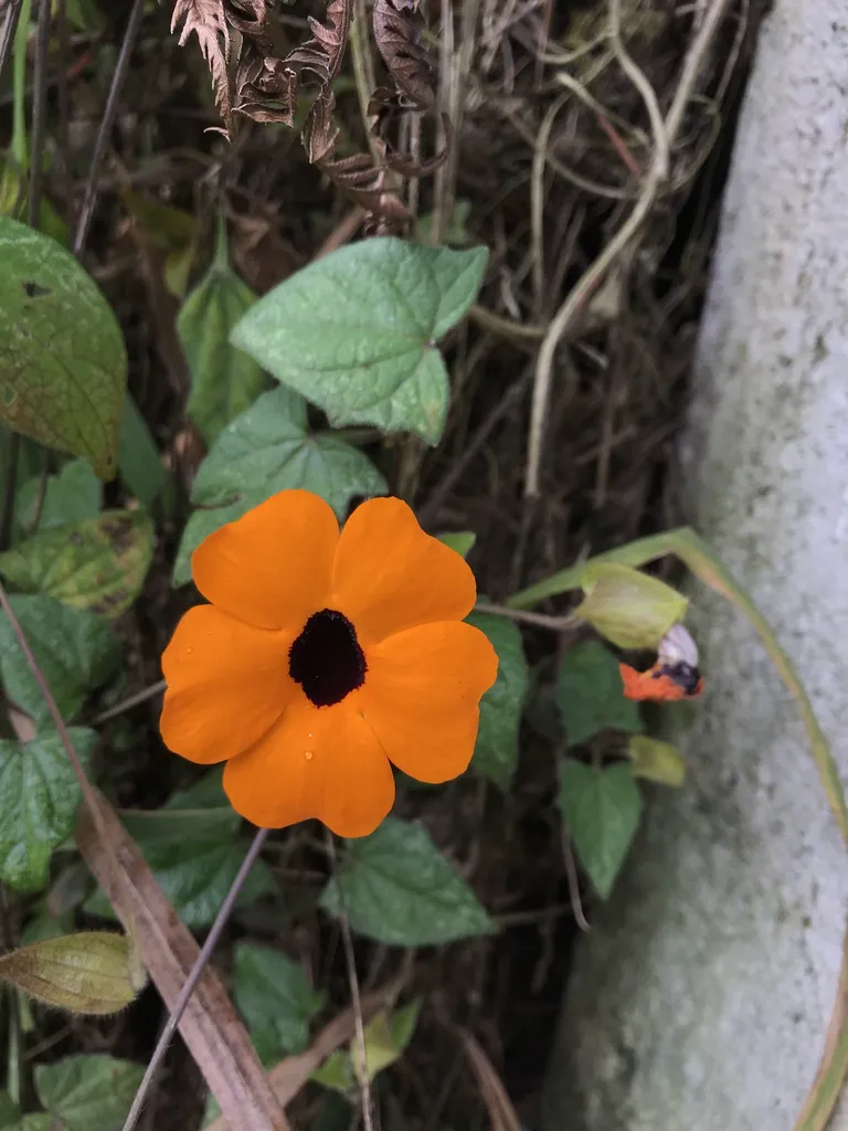 Single orange Thunbergia alata flower with a dark purple-black throat on a twining vine with heart-shaped leaves