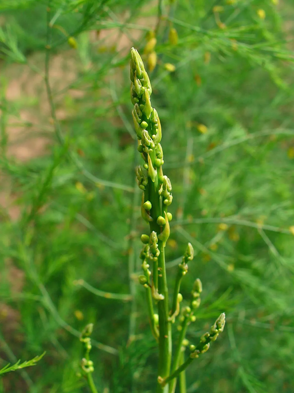Young asparagus spear with tightly packed bud tips rising above feathery green asparagus ferns