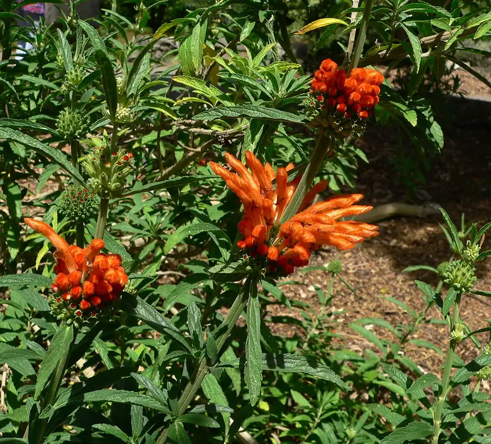 Leonotis leonurus shrub with tiered whorls of furry orange tubular flowers on upright square stems