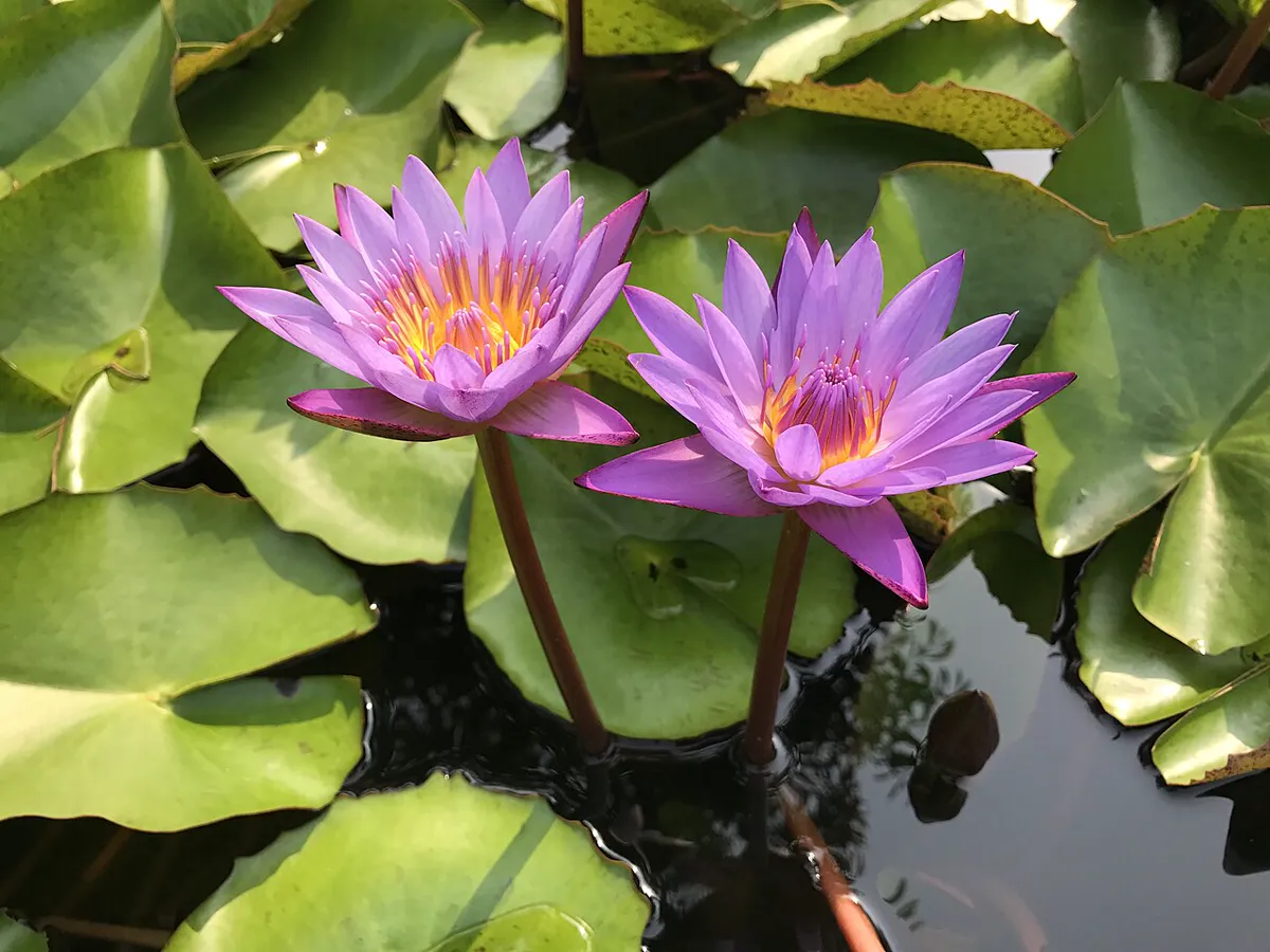 Two purple water lily flowers with yellow centres open above round floating lily pads on dark pond water