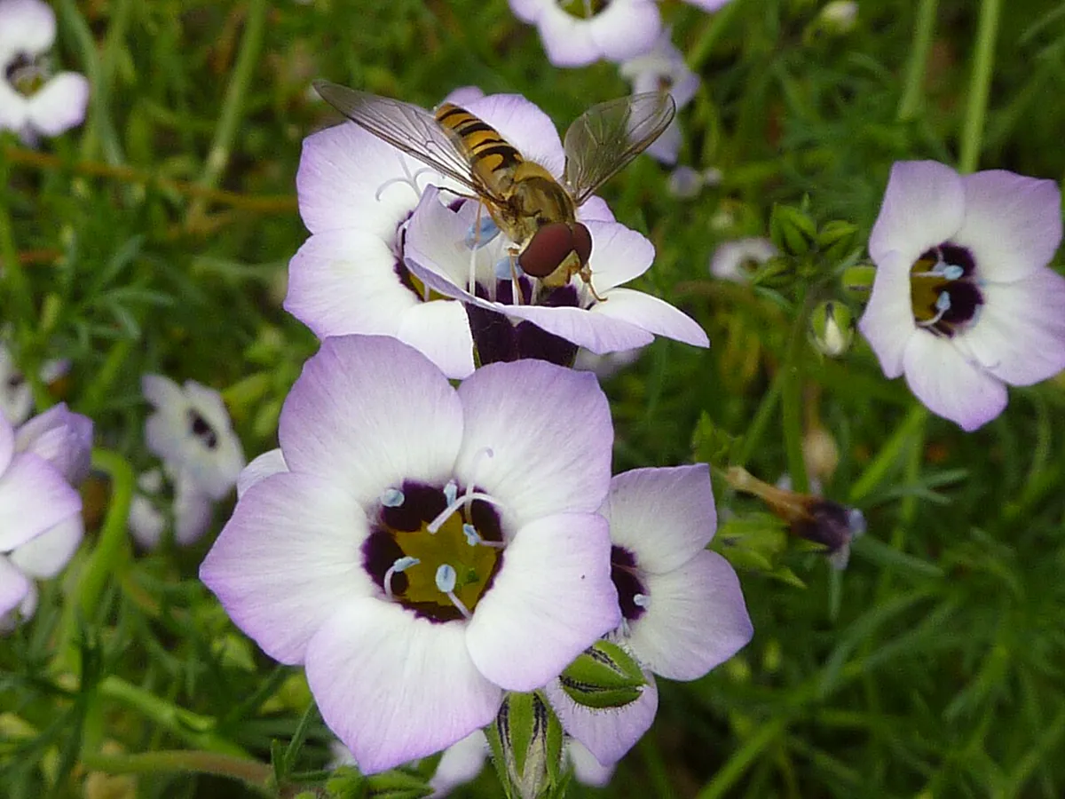 Pale lilac Gilia tricolor flowers with dark purple eyes and yellow throats, one visited by a hoverfly