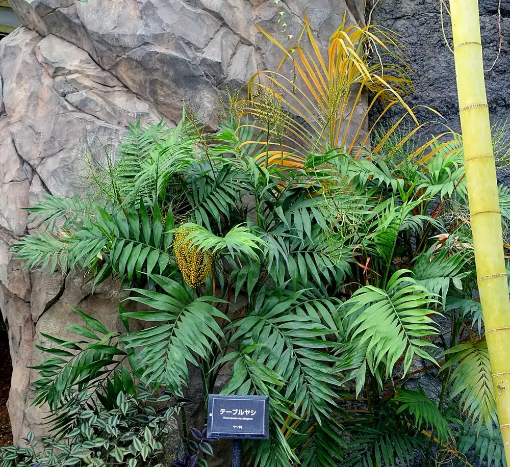 Parlor palm clump with several fronds turned golden yellow beside healthy dark green fronds