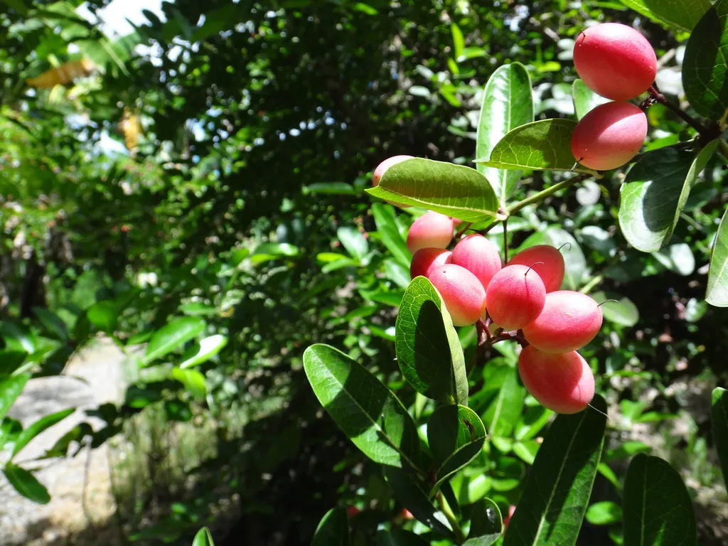 Karonda shrub branch carrying clusters of glossy pink-red oval fruits among dark green leaves
