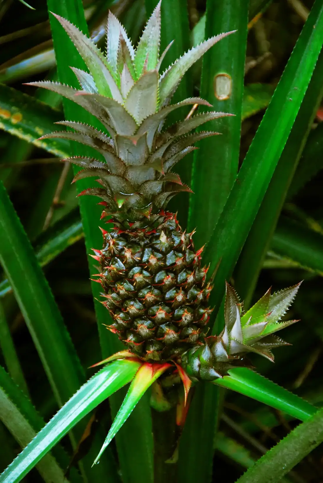Unripe green pineapple fruit with a leafy crown developing at the centre of a spiny pineapple plant