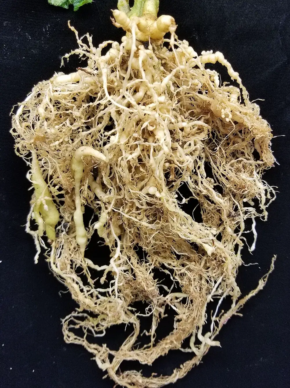 Washed tomato root system on a black cloth covered in swollen cream-coloured root-knot nematode galls