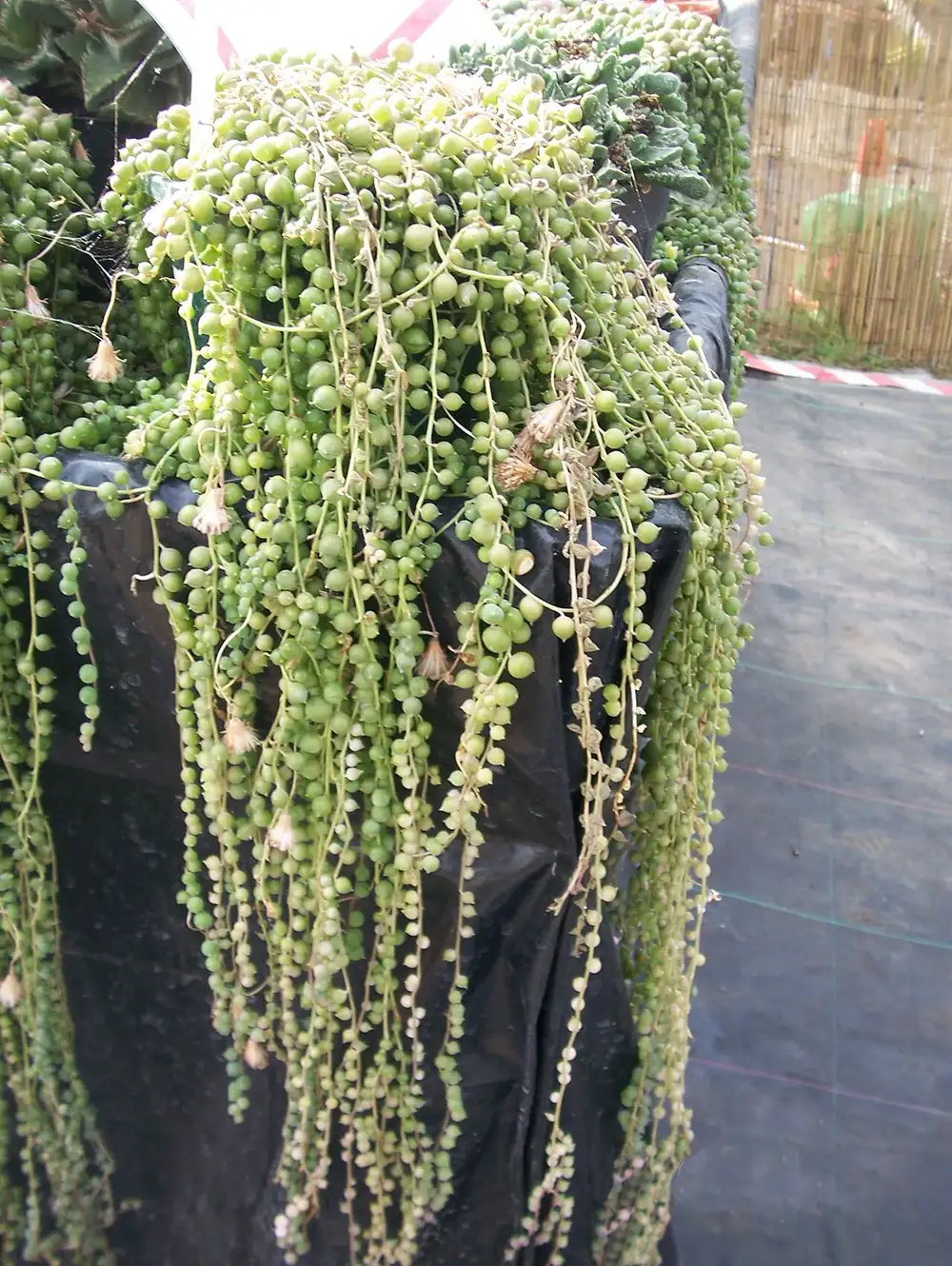 String of pearls trailing over a bench with many strands shrivelled and pale, beads shrunken and wrinkled