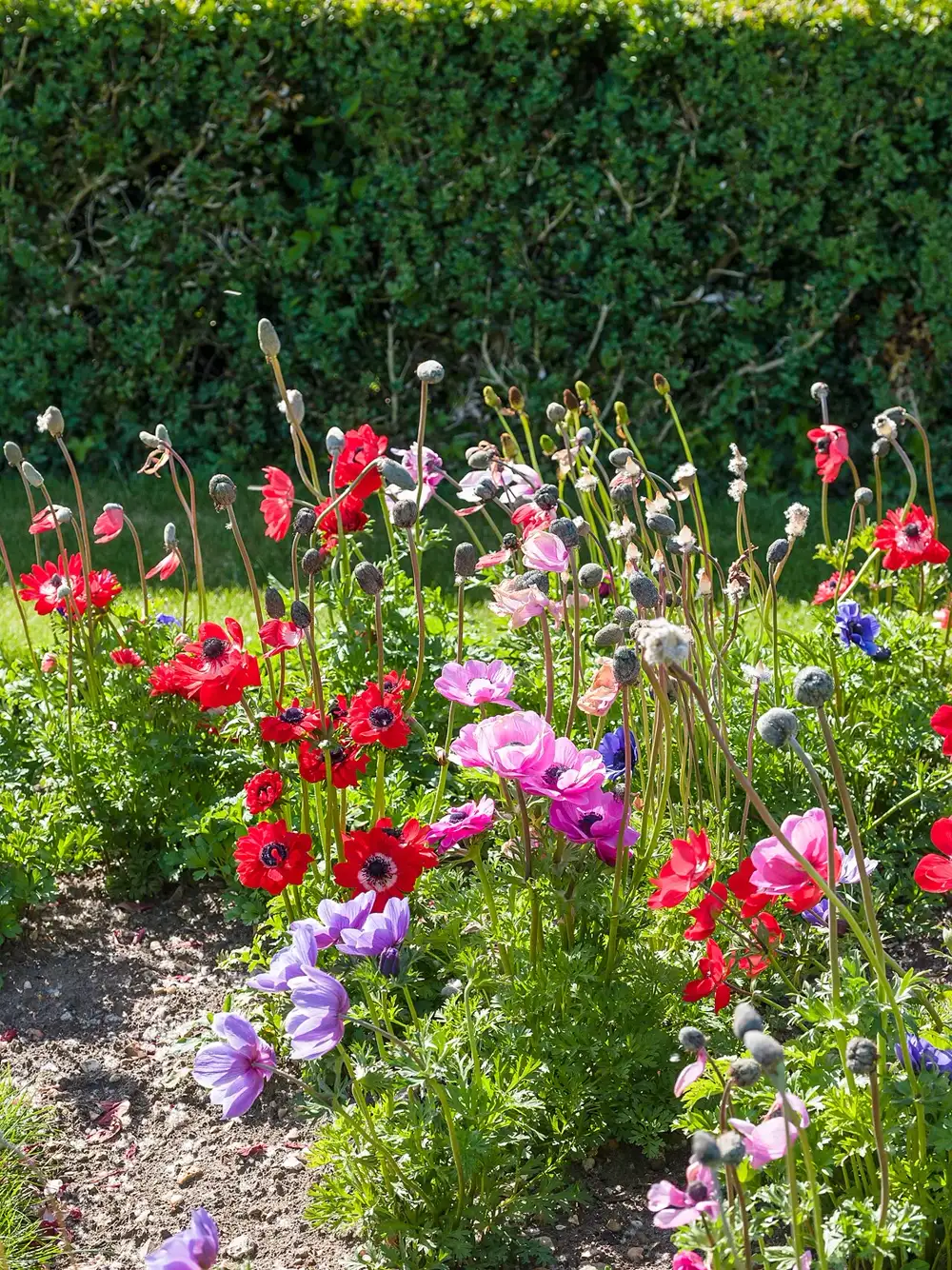 Garden bed of Anemone coronaria in red, pink and purple with dark centres and ferny foliage