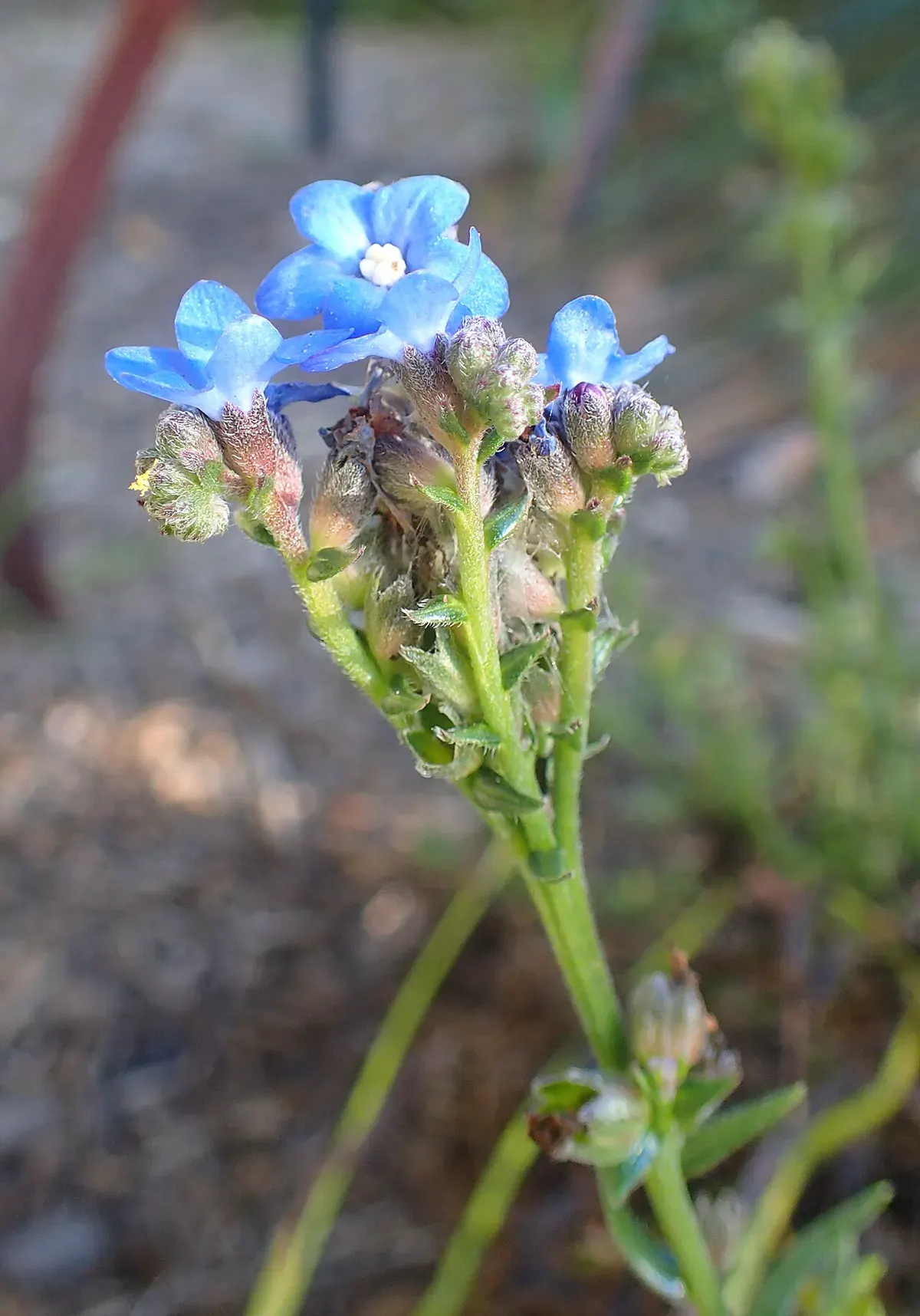 Close-up of bright blue Anchusa capensis flowers with small white centres on a hairy green stem