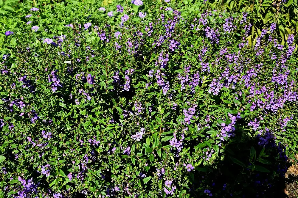 Dense garden planting of angelonia covered in purple flower spikes above narrow green leaves