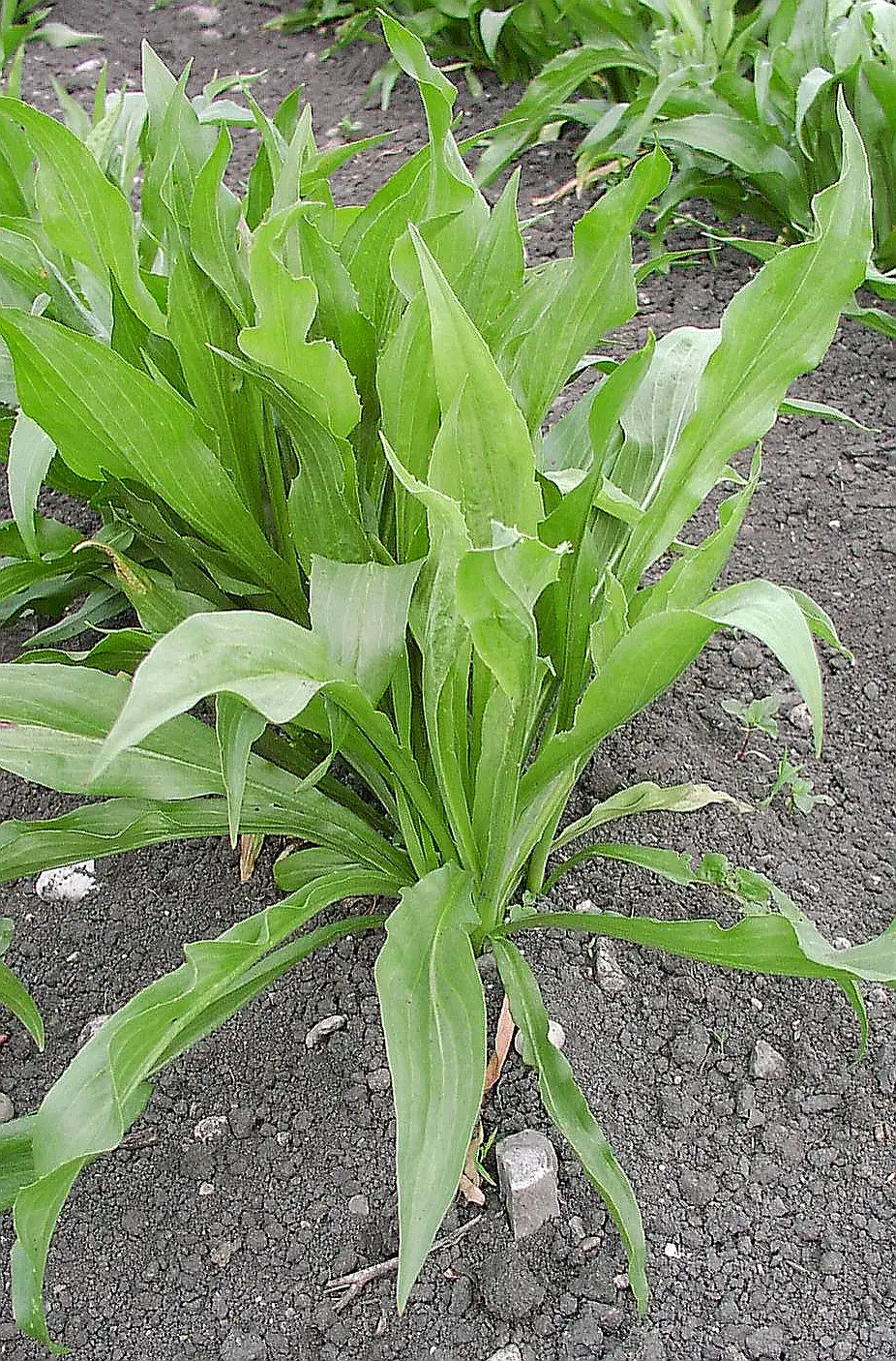 Scorzonera plant growing in dark garden soil, forming a rosette of long strap-shaped green leaves