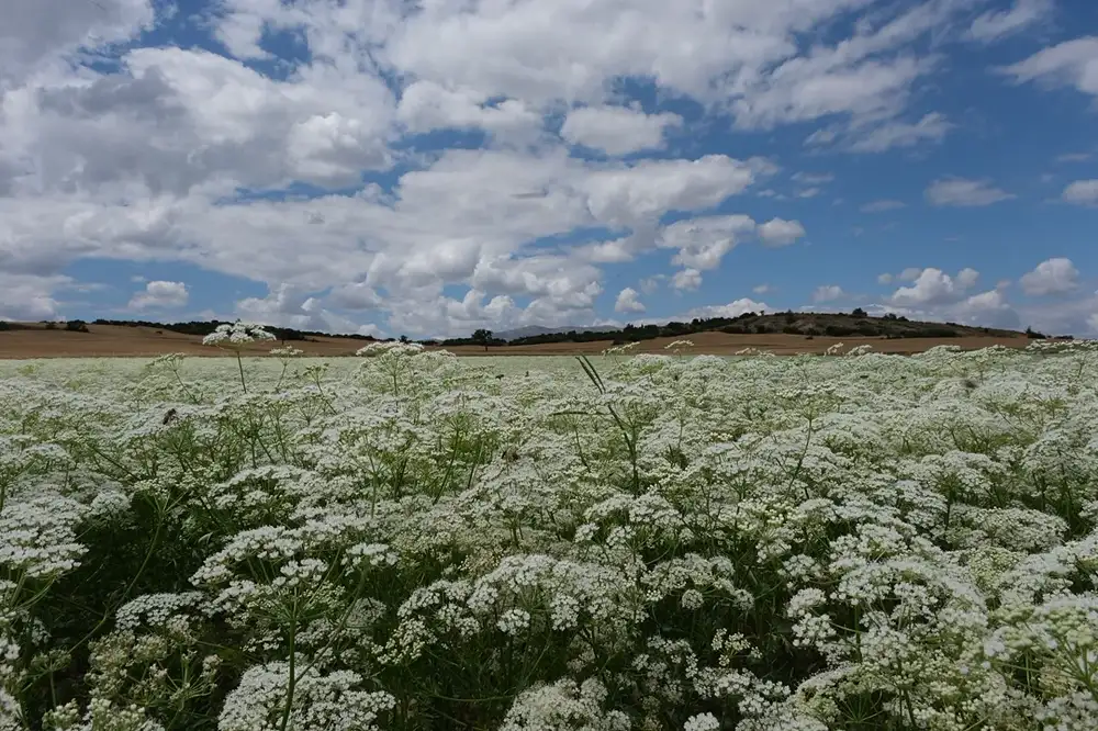 Field of anise plants in full bloom with dense white umbels under a cloudy sky
