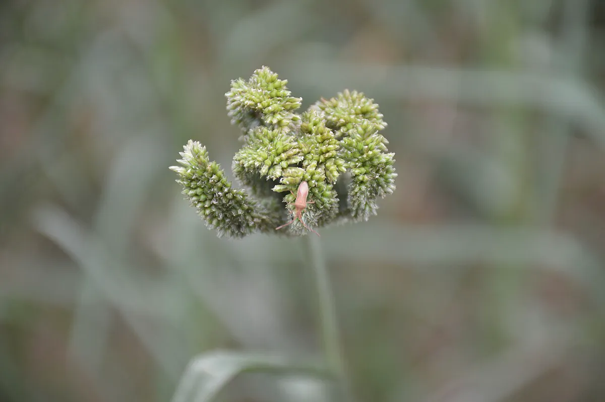 Close-up of a finger millet seed head with several curved finger-like spikes of green grain