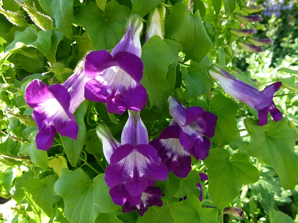Purple trumpet-shaped Asarina barclayana flowers with pale white throats among ivy-shaped green leaves