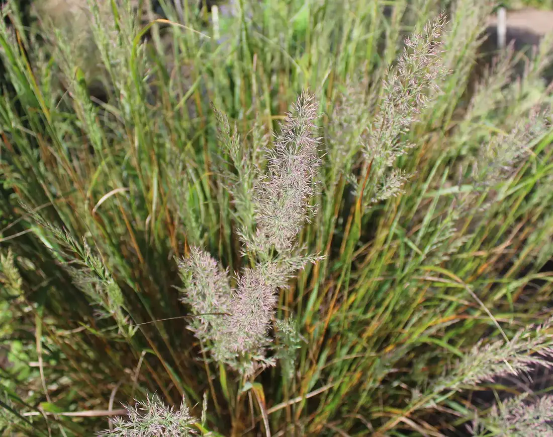 Clump of Korean feather reed grass with upright pinkish-silver feathery flower plumes above green blades