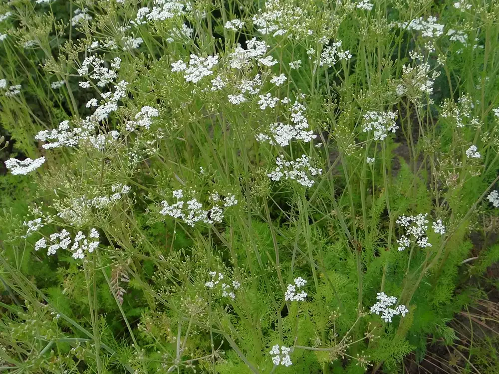 Caraway plants in a garden bed with flat white flower umbels above fine feathery foliage