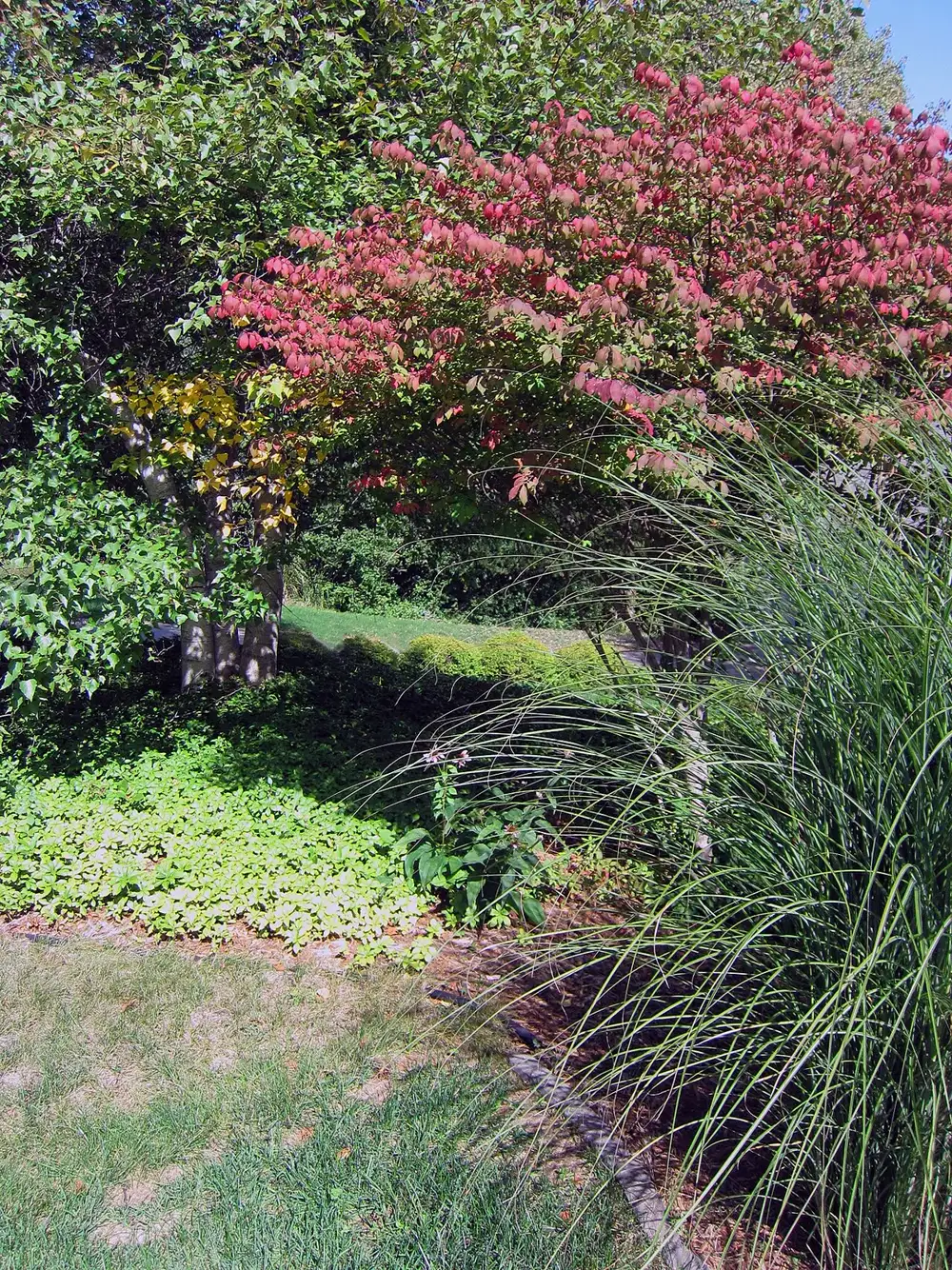 Home garden border in autumn with a shrub turning pink-red, a large ornamental grass, low green ground cover and a mown lawn
