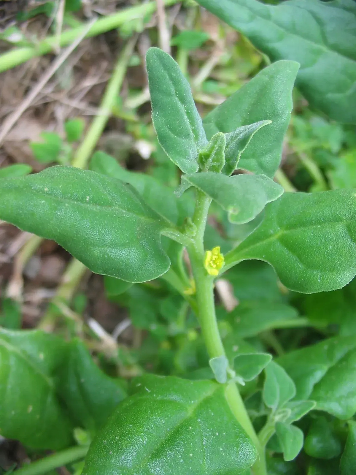 Shoot tip of New Zealand spinach with thick triangular green leaves and one tiny yellow flower tucked in a leaf joint