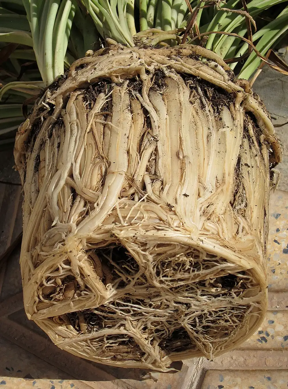 Root-bound spider plant lifted out of its pot, showing a solid pot-shaped mass of thick pale roots with almost no soil visible