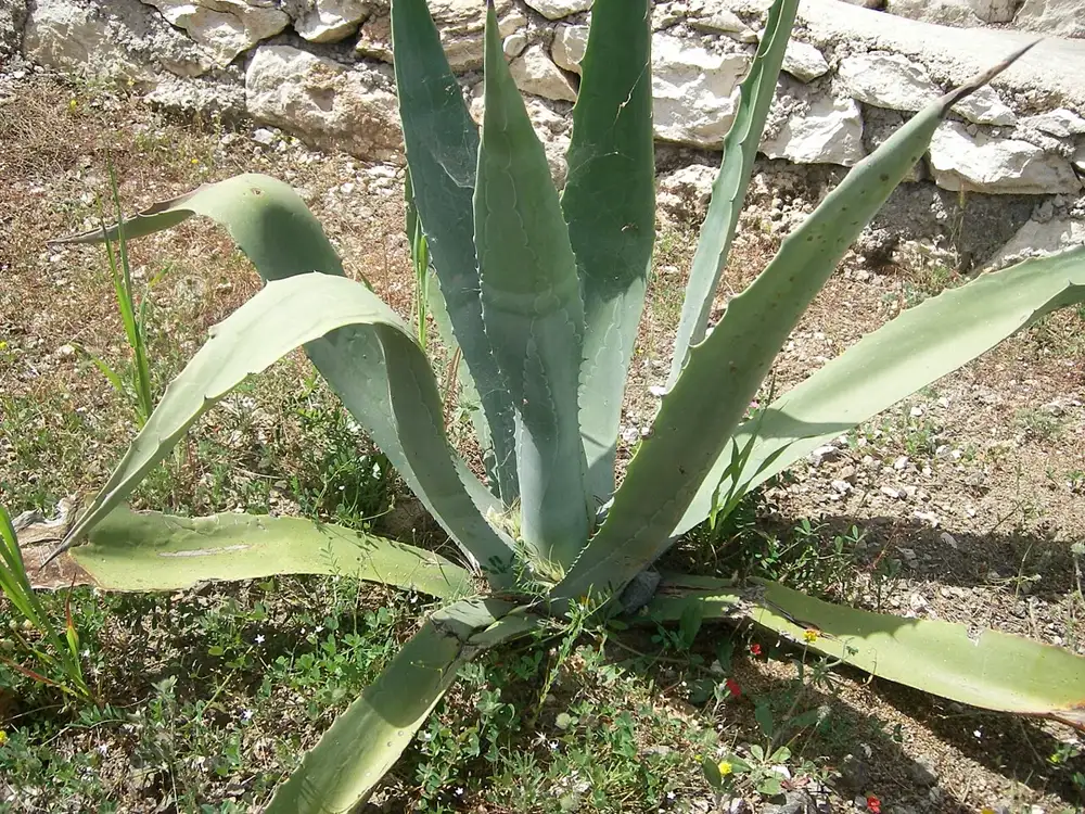 Agave americana rosette of thick blue-grey leaves with toothed edges growing in dry stony ground