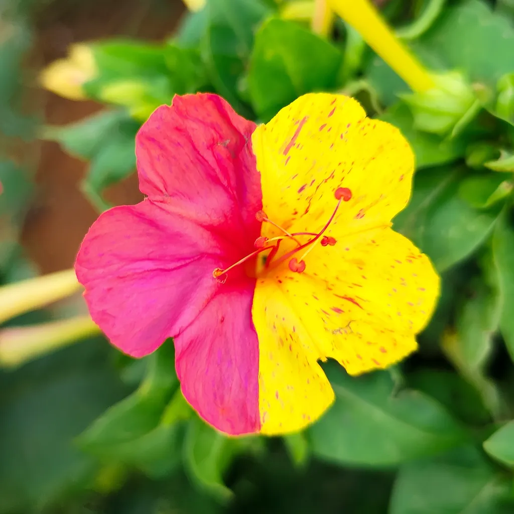 Four o'clock flower split half pink and half yellow, with long stamens, against green foliage