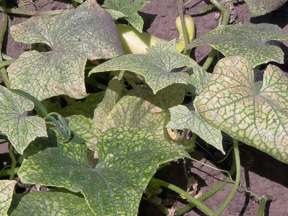 Cucumber leaves heavily speckled and bronzed by spider mite feeding, with fine webbing between them
