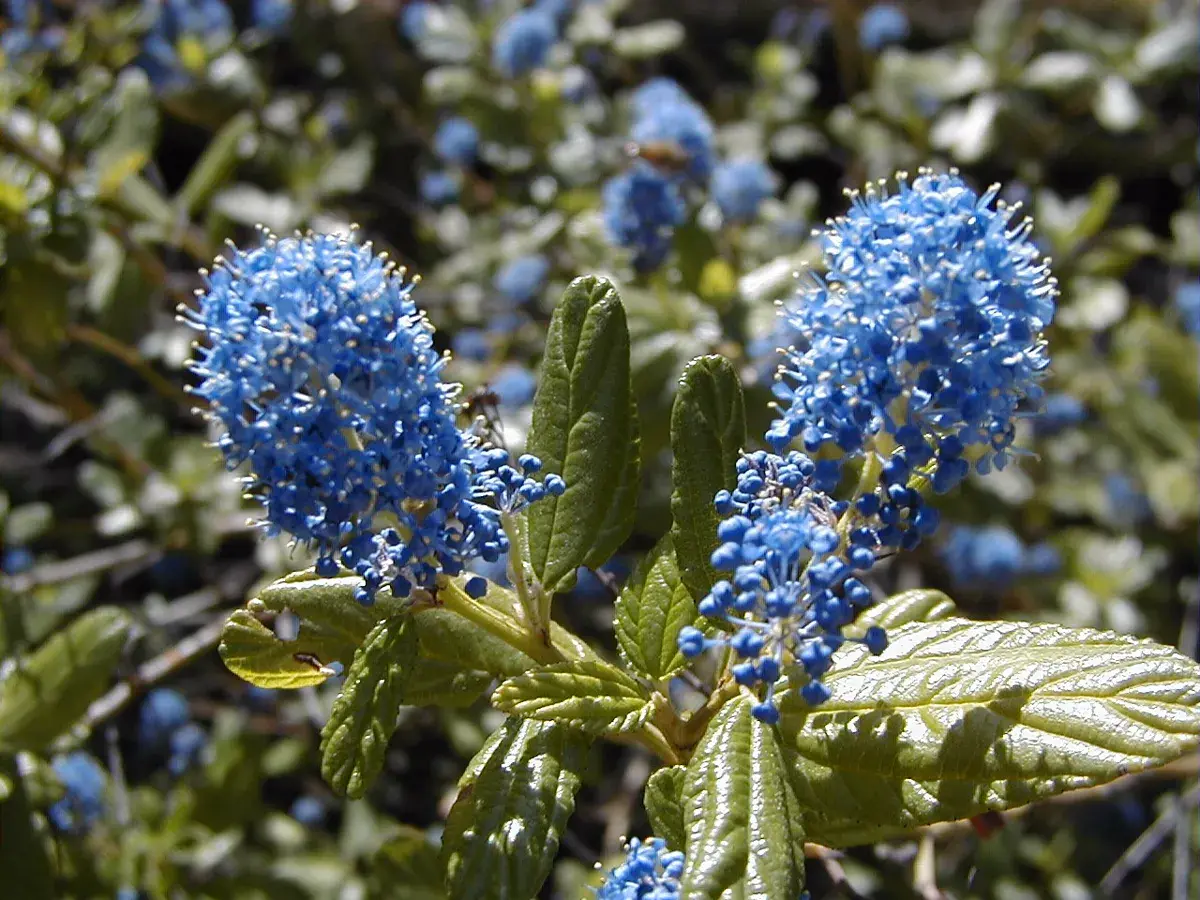 Ceanothus shrub in flower with dense cone-shaped clusters of tiny bright blue flowers above glossy ribbed green leaves