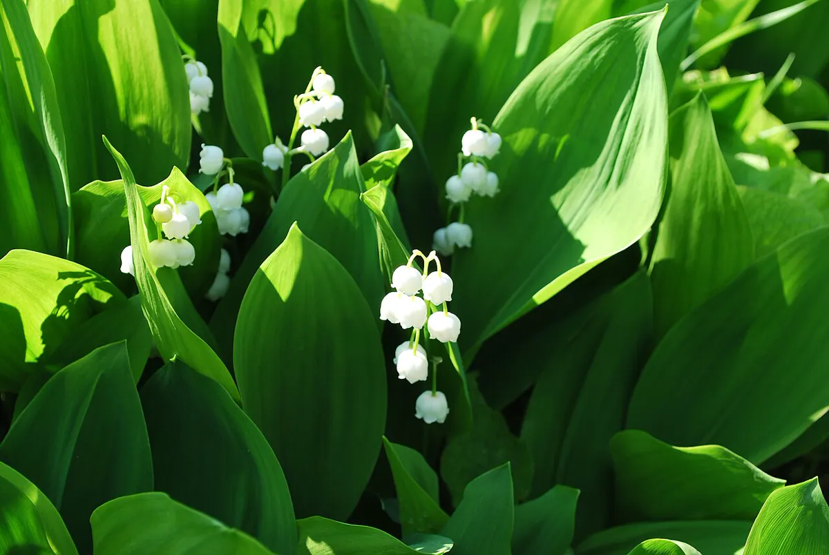 Lily of the valley clump with arching stems of small white bell-shaped flowers rising between broad glossy green leaves