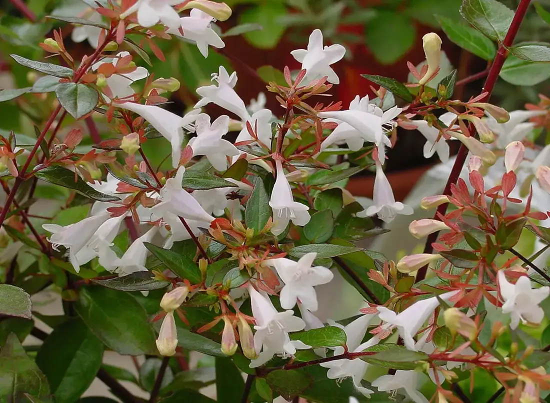 Masses of small white bell-shaped abelia flowers with pink-bronze sepals on dark red stems