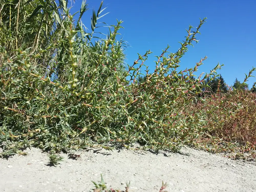 Bushy agretti plant with fine needle-like succulent green leaves spreading over pale sandy soil