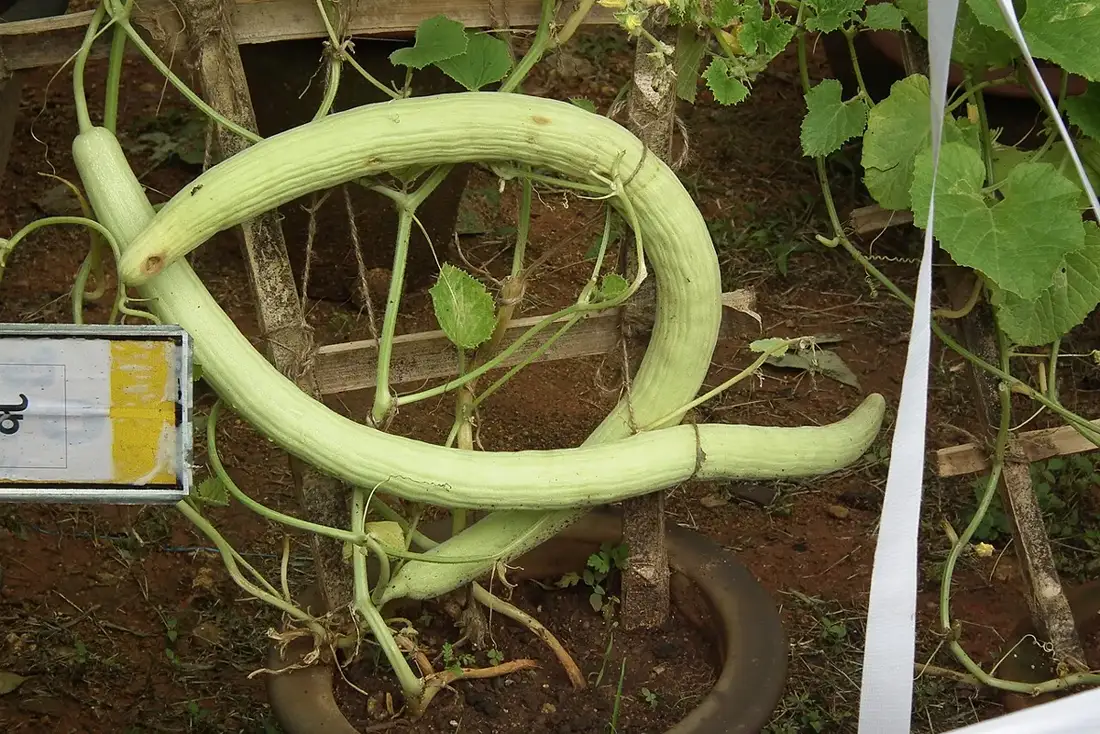 Long pale green ribbed Armenian cucumber curving on the vine over a wooden trellis above bare soil