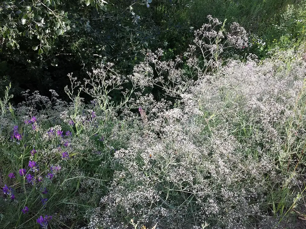 Airy mound of baby's breath covered in tiny white flowers on wiry branching stems beside purple wildflowers