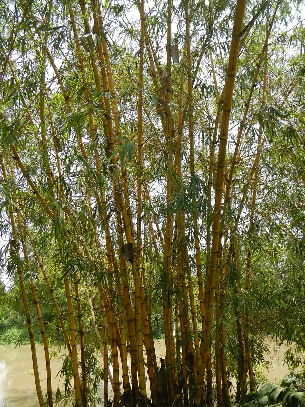 Dense clump of golden bamboo culms with jointed stems and narrow green leaves growing beside water