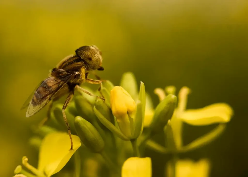 Beneficial Insects — Gardening Guider