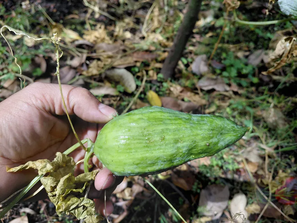 Hand steadying a plump light-green achocha fruit hanging from a tendrilled vine