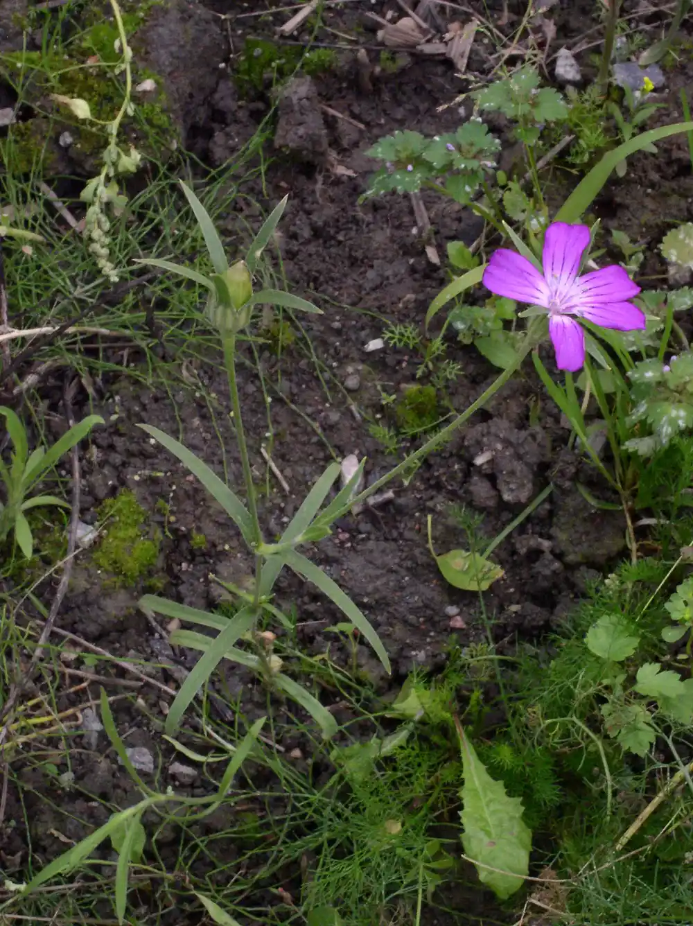 Corncockle plant with grey-green linear leaves, a closed bud with long narrow sepals and one open magenta flower with dark veining