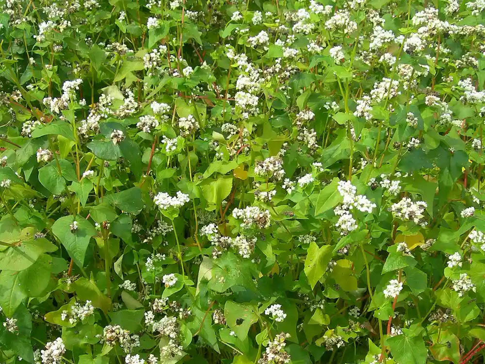 Dense stand of flowering buckwheat with white blossom clusters, red stems and heart-shaped leaves