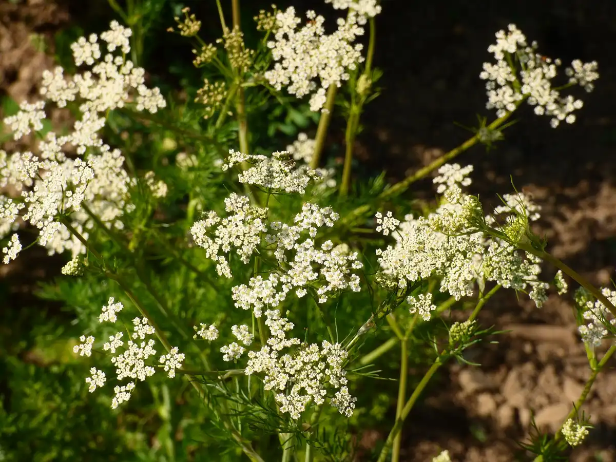 Lacy white caraway umbels on hollow ridged stems above finely divided feathery foliage