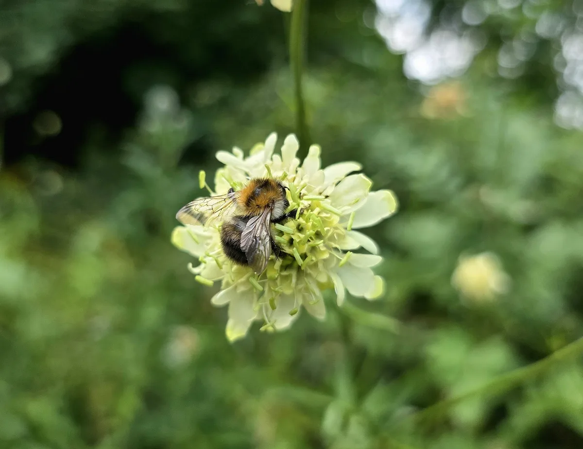 A bumblebee feeding on a pale primrose-yellow giant scabious flower