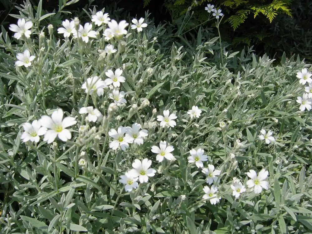 Snow-in-summer in full bloom, white star-shaped flowers over silver-grey foliage