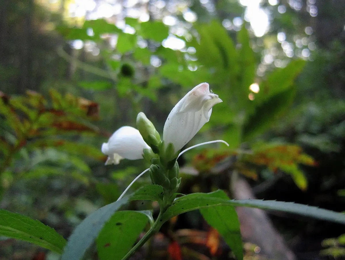 White turtlehead flowers on a stem in dappled woodland shade