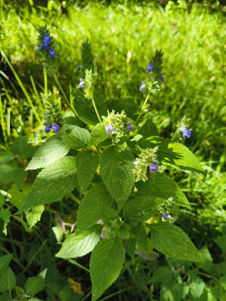Whole chia plant growing outdoors with square stems, opposite toothed leaves and several blue flower spikes