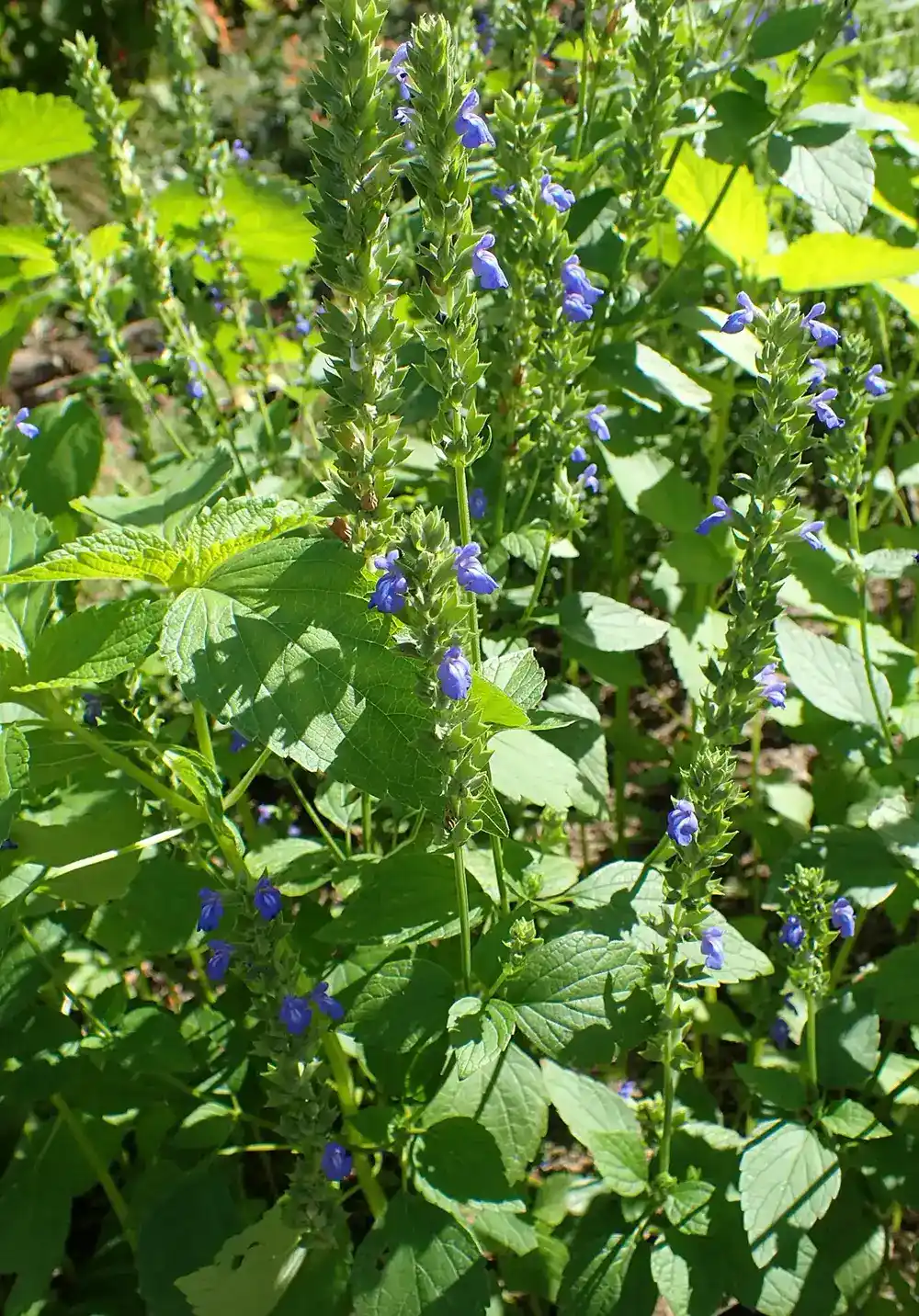 Stand of flowering chia plants with tall bristly spikes carrying small violet-blue two-lipped flowers above broad toothed leaves