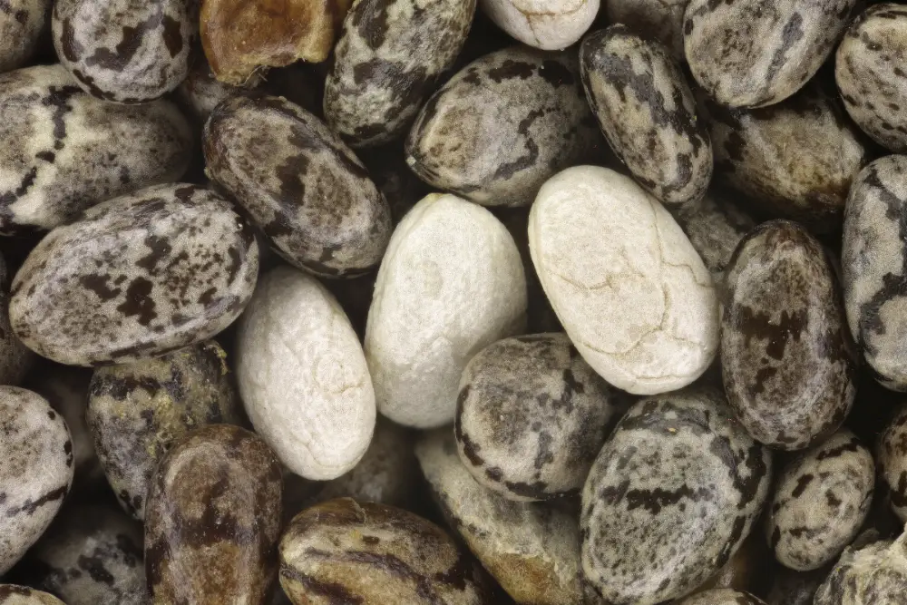 Macro view of chia seeds showing the mottled grey, black and white markings