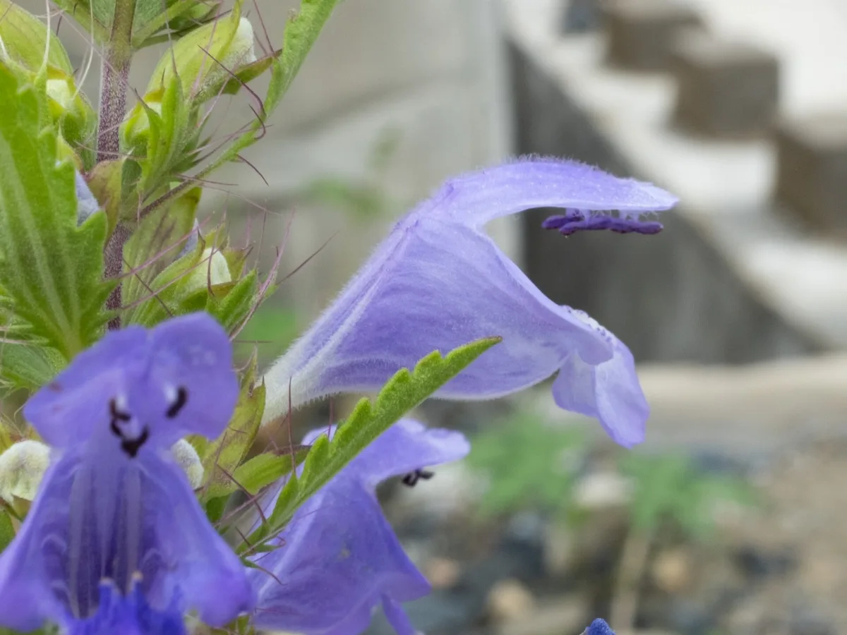 Close view of a violet-blue Moldavian dragonhead flower showing its hooded upper lip and bristly toothed bracts