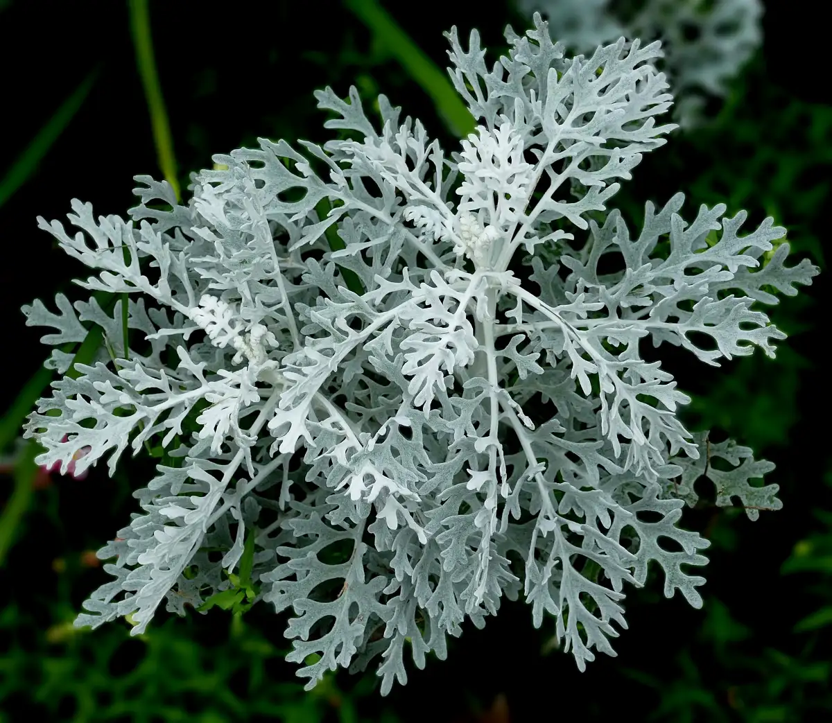 A rosette of deeply cut, felted silver-white dusty miller foliage against darker green leaves