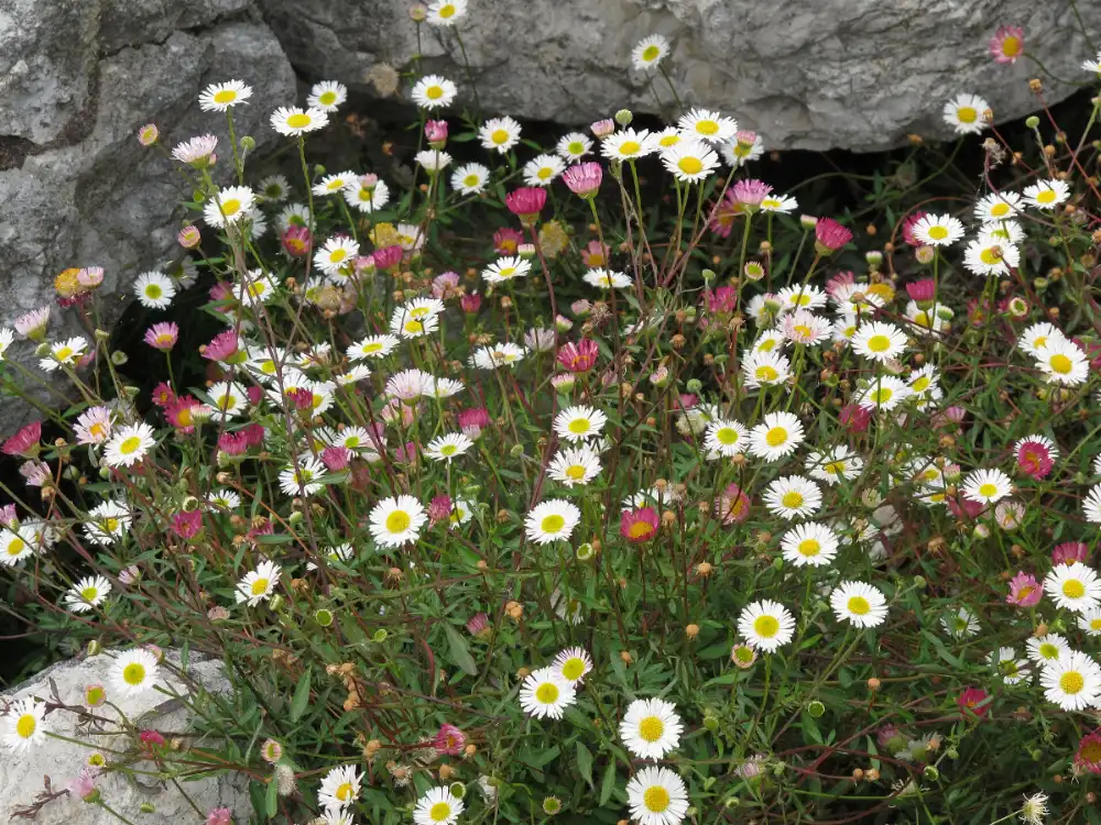 Mexican fleabane spilling from a limestone wall, its small daisies opening white and ageing to pink
