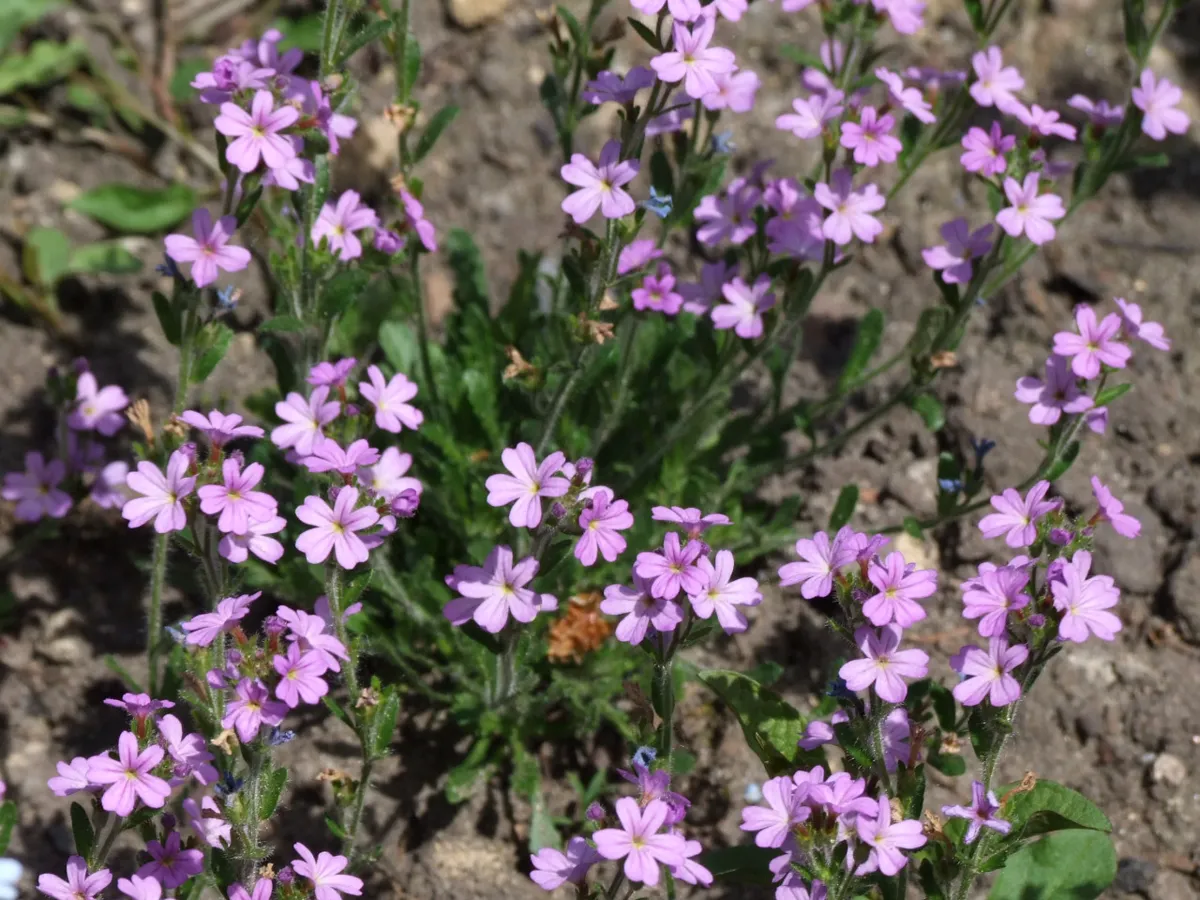 Mat of alpine fairy foxglove covered in small five-petalled pink-purple flowers over gritty soil